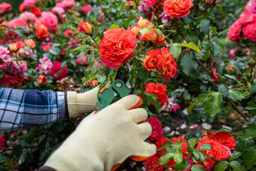 Gardener hands holding bright pink orange roses in blooming garden, floral care and summer maintenance