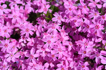 Creeping Phlox flowers - Latin name - Phlox subulata