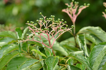 Large-leaf dogwood Cornus macrophylla of Cornaceae is a deciduous tree with large leaves and white summer flowers. This is an authentic optical photography on location.