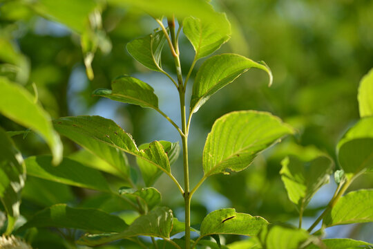 Large-leaf dogwood Cornus macrophylla of Cornaceae features opposite leaves with white undersides and hairs. This is an authentic optical photography on location.