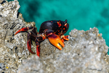 Close-up of a crab on a coastal rock, Playa Larga, Bay of Pigs, Cuba