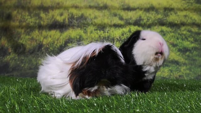 meerschweinchen tier natur nager putzen