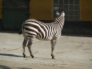 zebra tier natur