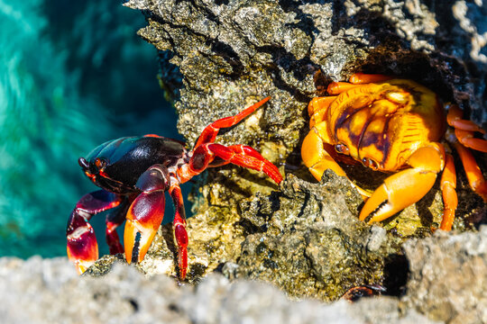 Close-up overhead view of two Crabs on coastal rocks, Playa Larga, Bay of Pigs, Cuba