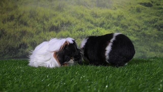 meerschweinchen tier natur nager  kacken schei&szlig;e