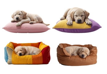 A charming Labrador dog sleeps in a warm fluffy bed, isolated on transparent background