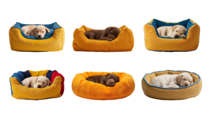 A charming Labrador dog sleeps in a warm fluffy bed, isolated on transparent background