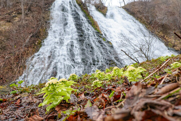 早春のオシンコシンの滝とフキノトウ