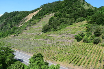 steep vineyards in Mosel valley with a landslide in background