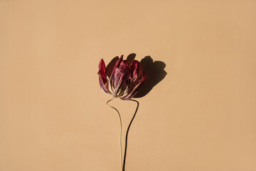 Decaying red tulip with long stem and deep contrast shadow on clean muted background for botanical still life