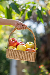 Hand holding a wicker basket filled with fresh red and green apples outdoors in natural sunlight, symbolizing harvest, organic fruit, healthy eating, and farm to table lifestyle.