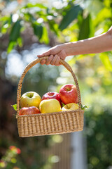 Hand holding a wicker basket filled with fresh red and green apples outdoors in natural sunlight, symbolizing harvest, organic fruit, healthy eating, and farm to table lifestyle.