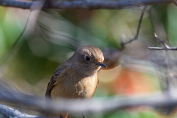 冬の小枝の間から顔を出すジョウビタキのメスのポートレート
