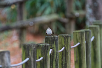 公園の柵に止まって休む可愛らしいルリビタキのメスの姿