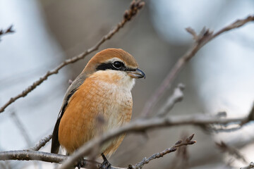 木の枝に止まり周囲を警戒するモズのクローズアップ