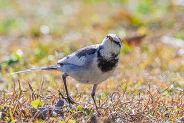 冬の陽だまりの中で空を見上げるハクセキレイの野鳥写真