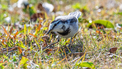 芝生の上で歩きながら餌を探すハクセキレイの野鳥