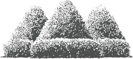 Three conical shaped bushes with dense foliage in a style plant green nature © ESIPOOS