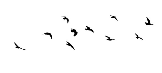 Flying birds silhouette flock. hand drawing. Not AI. Vector illustration