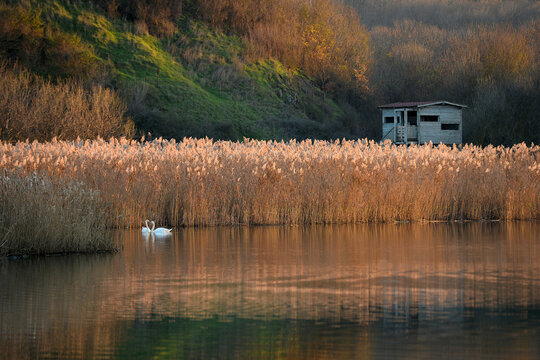 Distant view of Two swans side by side in a lake at sunset, Bulgaria