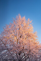 tree in winter at sunrise