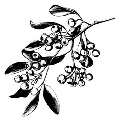 Fototapeta premium Hand drawn line art illustration of a berry branch depicting natural botanical detail for nature themed designs