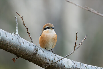木の枝の上で正面を向くモズのオス。早春の公園で見られる野鳥の姿