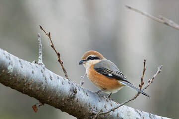 桜の木の枝に止まるモズのオス。春の訪れを告げる日本の野鳥
