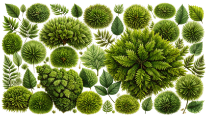 Overhead view of various green plants, shrubs, and leaves
