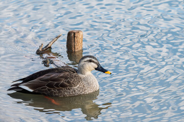 穏やかな水面を泳ぐカルガモ。日本の池や湖で見られる身近な野鳥の風景