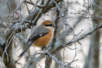 複雑に交差する枝の中に佇むモズ。日本の自然環境に溶け込む野鳥の風景