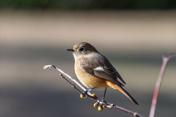 小さな芽吹く枝に止まるジョウビタキのメス。冬から春にかけて見られる日本の渡り鳥