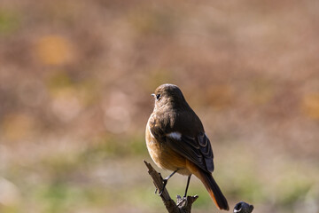 暖かな日差しを浴びて枝に止まるジョウビタキ。後ろ姿の美しい野鳥