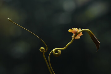 Close-up of a miniature, Golden Frog on a coiled plant, Indonesia
