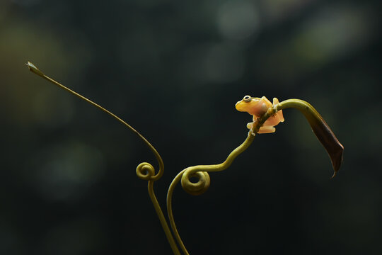 Close-up of a miniature, Golden Frog on a coiled plant, Indonesia