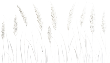 White feathery grass stalks on a dark background, in a line