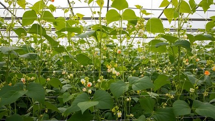 Bean Plants with Flowers Growing in Greenhouse
