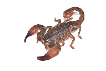 Closeup of the "Stockmann Bush Scorpion" Chaerilus stockmannorum, a dwarf scorpion species from Thailand photographed on white background. 