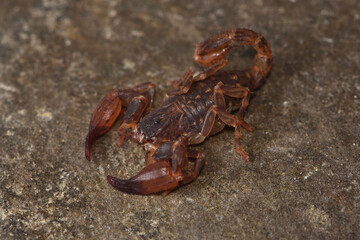 Closeup of the "Stockmann Bush Scorpion" Chaerilus stockmannorum, a dwarf scorpion species from Thailand photographed on a stone.