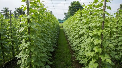 Green Bean Plants Growing in Agricultural Greenhouse