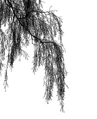 birch tree silhouette on a white background