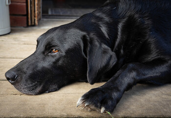 Peppi, Black Labrador Collie Cross