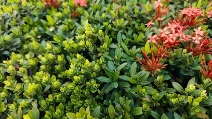 red and yellow flowers