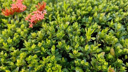 red and green leaves