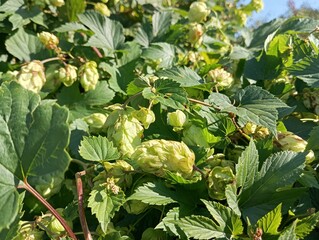 Green hop cones with leaves on a branch, vector illustration