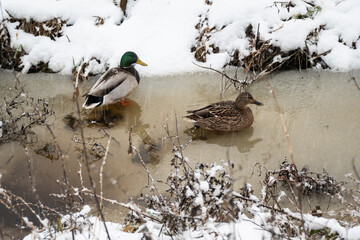 Dutch winter wildlife scene ducks on frozen water with snow while snowing as storm system brings unusually heavy snowfall in the Netherlands. Code Orange weather warning in effect. 