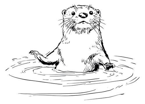 Hand drawn line art illustration of an otter depicting standing in water for nature and wildlife