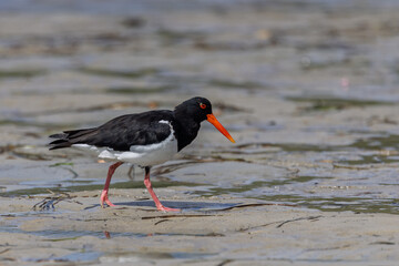 Close up of an Oystercatcher striding across  mud flats at Woy Woy, NSW, Australia