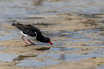 Close up of an Oystercatcher sifting for food in mud flats at Woy Woy, NSW, Australia