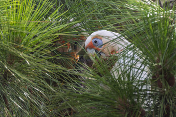 Close up of a Galah feeding on a pine cone in amongst the pine leaves at Woy Woy, NSW, Australia
